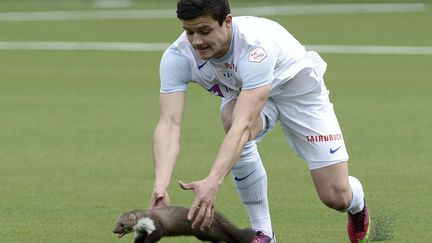 Le joueur de foot suisse Loris Benito attrape une marte sur le terrain lors d'un match &agrave; Thun (Suisse), le 10 mars 2013. (MARCEL BIERI / AP / SIPA)