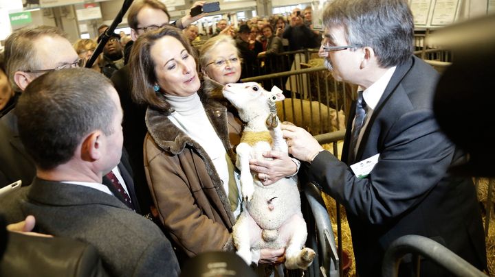 L'ancienne candidate socialiste &agrave; la pr&eacute;sidentielle S&eacute;gol&egrave;ne Royal, aux prises avec un agneau au Salon de l'agriculture, &agrave; Paris,&nbsp;le 27 f&eacute;vrier 2013. (  MAXPPP)