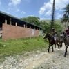 Des habitants de la tribu de Tiendanite, à Hienghène (Nouvelle-Calédonie), passent à cheval devant les panneaux électoraux installés pour le référendum, le 1er décembre 2021. (RAPHAEL GODET / FRANCEINFO)