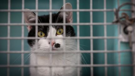 Un chat abandonné dans un refuge de la SPA à Chamarande (Essonne), le 29 juillet 2021. (BERTRAND GUAY / AFP)