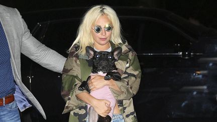 Lady Gaga et l'un de ses chiens à New York. (XPX/STAR MAX/IPX/AP/SIPA / SIPA)