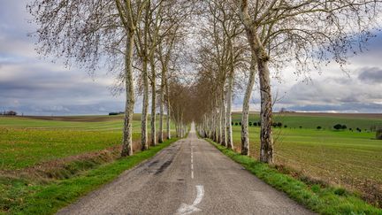 Trees at the edge of a road, in Gers, December 3, 2023. (JEAN-MARC BARRERE / HANS LUCAS / AFP)