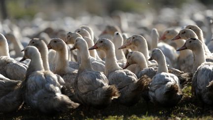 Des canards des Landes (illustration). (IROZ GAIZKA / AFP)