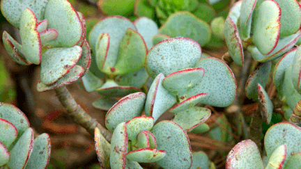 &nbsp; (L'arbre de Jade ou Crassula ovata © MaxPPP)