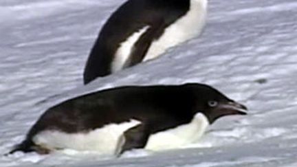 Duo de manchots dans l'Antarctique (France 2)