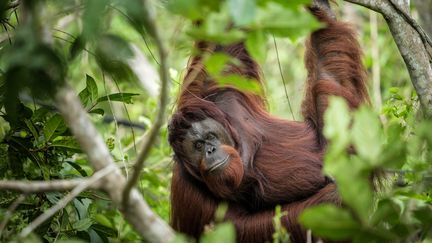 Une femelle orang-outan sur une île sanctuaire à Samboja, dans le Kalimantan oriental (Indonésie), le 12 juillet 2024. (YASUYOSHI CHIBA / AFP)