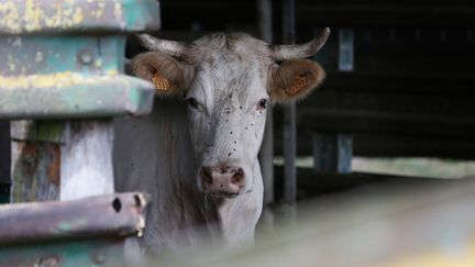 Une vache dans un abattoir, le 23 juillet 2015. (CHARLY TRIBALLEAU / AFP)