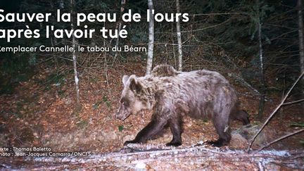 L'ours Cannelle, en 2004 dans la vallée d'Aspe. (JEAN-JACQUES CAMARRA / ONCFS EQUIPE OURS)