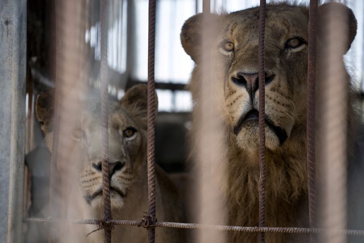 Un lion et une lionne au zoo de Bissan, dans la ville de Beit Hanun au nord de la bande de Gaza, le 17 ao&ucirc;t 2014. (ROBERTO SCHMIDT / AFP)