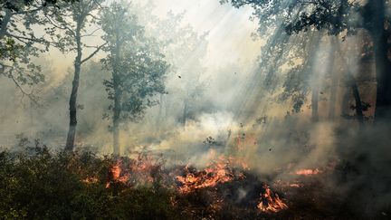 Un incendie en cours à Artigues (Var) où les flammes ont déjà ravagé 250 hectares de forêt, le 25 juillet 2017. (ANNE-CHRISTINE POUJOULAT / AFP)