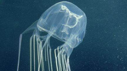 Une m&eacute;duse-bo&icirc;te, au venin extr&ecirc;mement puissant et souvent mortel. (KAREN GOWLETT-HOLMES / OXFORD SCIENTIFIC RM / GETTY)