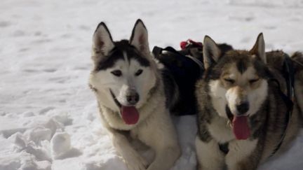 Avec le réchauffement climatique, les chiens de traîneaux, utilisés pour des excursions touristiques, sont employés pour de nouvelles activités. (France 2)