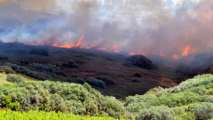 Un incendie dans l'Hérault, le 26 juillet 2022. (MIDI LIBRE / MAXPPP)