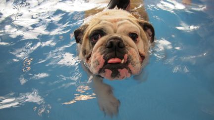 Paulette, une chienne d'un an souffrant de surpoids et de probl&egrave;mes pour se d&eacute;placer, en pleine s&eacute;ance d'hydroth&eacute;rapie au centre Alforme, &agrave; l'&eacute;cole v&eacute;t&eacute;rinaire de Maisons-Alfort (Val-de-Marne), le 23 juin 2014. (LOUIS SAN / FRANCETV INFO)