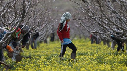 Enfants de réfugiés syriens travaillant dans un champ au Liban. (Reuters / Jamal Saïdi)