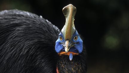 Un casoar à casque, un grand oiseau vivant en Australie, dont la crête ressemble grandement à celle&nbsp;de cette nouvelle espèce de dinosaure découverte en Chine. (AFP)