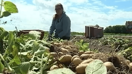 La pomme de terre de Noirmoutier, un délice culinaire