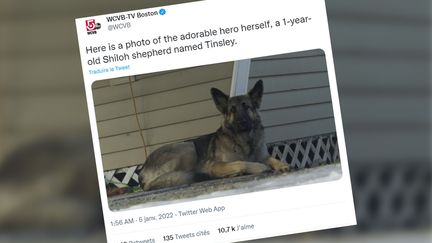 Tinsley, le berger allemand devenue une petite star d'Internet après avoir sauvé son maitre d'une mort certaine. (CAPTURE D'ECRAN TWITTER)