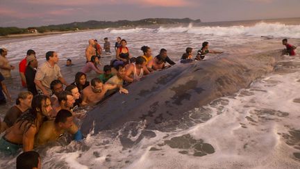 Des dizaines de personnes tentent de remettre &agrave; l'eau une baleine &eacute;chou&eacute;e sur le plage Popoyo &agrave; Rivas (Nicaragua), le 14 novembre 2014. (ESTEBAN FELIX / AP / SIPA)