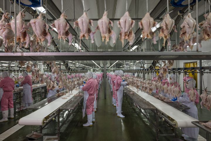 Une usine de transformation de poulets à Jiangsu (Chine), le 16 juin 2016.  (GEORGE STEINMETZ / COSMOS)