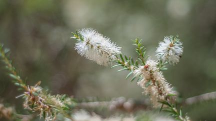 La floraison de l'arbre à thé.&nbsp; (GETTY IMAGES)