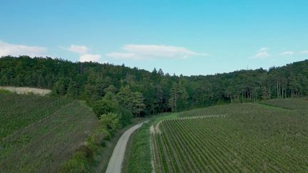 Le 13 Heures vous emmène, vendredi 20 septembre, à la découverte de l’Aube et des terres qui permettent de produire le nectar local : le champagne.