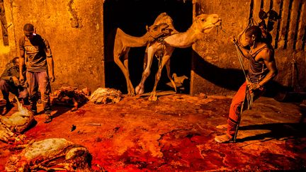 La nuit, les acheteurs qui ont fait leur choix au marché de bétail conduisent dromadaires, moutons et chèvres à l’abattoir municipal d’Agadez. La viande sera ensuite expédiée chez les bouchers de la ville. (PASCAL MAITRE / NATIONAL GEOGRAPHIC)