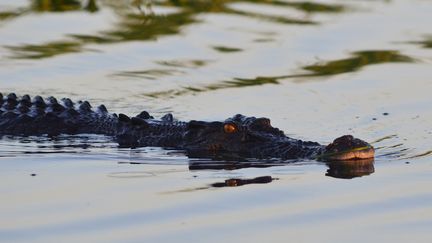 Un crocodile&nbsp;près de Darwin, la capitale du Territoire du Nord (Australie), le 12 octobre 2011. (ANTOINE LORGNIER / ONLY WORLD / AFP)