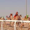 Une course de dromadaires à Doha, en décembre 2022. (JEROME VAL / RADIO FRANCE)