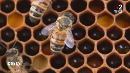 VIDEO. Biodiversité : "Quand l'abeille va mal, l'homme va mal, inévitablement", affirme un apiculteur lanceur d'alerte