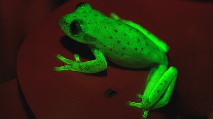 Une&nbsp;grenouille verte fluorescente, photographiée le 16 mars 2017, à Buenos Aires (Argentine).&nbsp; (C.TABOADA-J.FAIVOVICH / AFP)