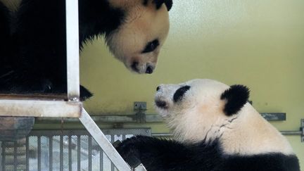 Huan Huan et&nbsp;Huan Zi au zoo de Beauval, le 20 mars 2021. (GUILLAUME SOUVANT / AFP)