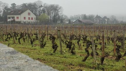 Pieds de vigne à Pommard (RADIO FRANCE / Philippe Reltien)