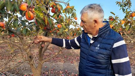 Bernardo Ferrer constate le pourrissement des fruits. Sur toute la partie qui a été immergée, les arbres à kakis n'ont plus de feuilles. (ISABELLE LABEYRIE / RADIO FRANCE)