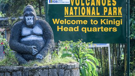 Le parc national des Volcans à Kinigi, au Rwanda, est un sanctuaire pour ces grands singes qui peuvent peser jusqu'à 200 kilos. Mais aujourd’hui, ces derniers y sont à l’étroit car leur a population a fortement augmenté.&nbsp; &nbsp; (SIMON MAINA / AFP)