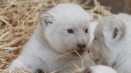 &nbsp; (Lions blancs nés dimanche 27 mars au zoo d'Amnéville © Marine M.)