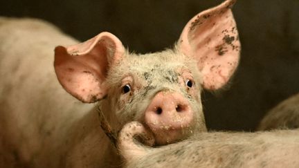 Un cochon dans un élevage du Danemark, le 15 juin 2023 (photo d'illustration). (SERGEI GAPON / AFP)