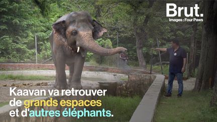 Cet éléphant a passé toute sa vie dans ce petit enclos. Mais après des années de mobilisation de plusieurs ONG dont Four Paws International, Kavaan va enfin retrouver les grands espaces. Voici son histoire.