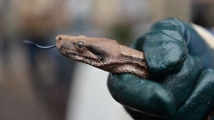 Un boa constrictor (illustration). (VANDERLEI ALMEIDA / HO)