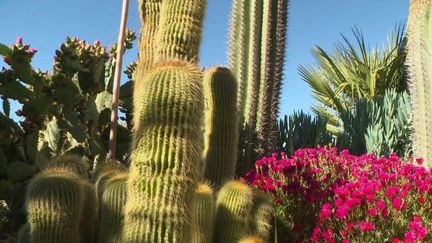 Alpes-Maritimes : visite au cœur du jardin exotique d'Èze