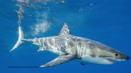 Dans une vidéo à peine croyable en Méditerranée, un pêcheur a filmé un grand requin blanc près de Port-Cros (Var). Un fait rarissime car l’espèce a presque disparu dans cette zone depuis bien longtemps. (France 2)