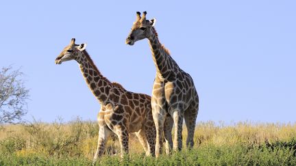 Une Am&eacute;ricaine, Rebecca Francis, a &eacute;t&eacute; harcel&eacute;e apr&egrave;s la diffusion d'une photo sur Twitter, le 13 avril 2015, o&ugrave; elle appara&icirc;t souriante &agrave; c&ocirc;t&eacute; d'une girafe tu&eacute;e (photo d'illustration). (TINA MALFILATRE / BIOSPHOTO / AFP)