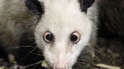 Heidi, l'oppossum qui louche avait tout pour remporter le titre de l'animal le plus mignon de 2011. Malheureusement, elle est d&eacute;c&eacute;d&eacute;e au zoo de Leipzig (Allemagne) en septembre. (FABRIZIO BENSCH / REUTERS)