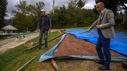 Des noisettes sèchent à Akyazi (Turquie). La Turquie est le premier pays exportateur de noisettes. (OZAN KOSE / AFP)