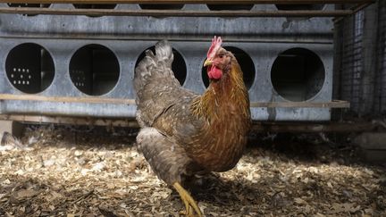 Un poulet dans un élevage. (MATTHEW HATCHER / AFP)