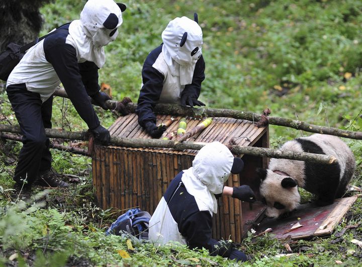 Des scientifiques du China Research and Conservation Center for the Giant Panda approchent un panda &agrave; l'aide d'un d&eacute;guisement, le 7 octobre 2012 &agrave; Wolong (Chine). (CHINA DAILY / REUTERS)