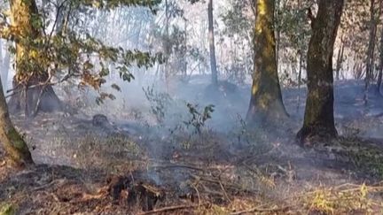 Depuis le début de l’année, plus de 60 000 hectares de forêt ont brûlé en France. Quelles sont les conséquences des incendies sur l’environnement ? (FRANCEINFO)