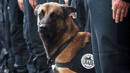 Diesel, le chien du Raid tué lors de l'assaut mené le 18 novembre à Saint-Denis (Seine-Saint-Denis). (REX SHUTTERSTOCK / SIPA)