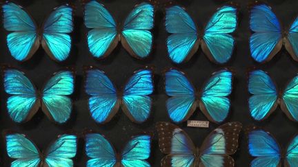 Une collection extraordinaire de papillons vient d'être vendue aux enchères à Bordeaux (Gironde). La collection est l'œuvre d'une vie, celle d'un antiquaire passionné d'entomologie décédé en 2019. (FRANCE 3)