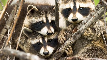 Photo non dat&eacute;e d'un groupe de trois ratons laveurs abandonn&eacute;s par leur m&egrave;re.&nbsp; (BERNIE DUHAMEL / FLICKR / GETTY IMAGES)